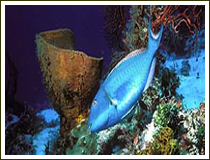 Turneffe Atoll Belize